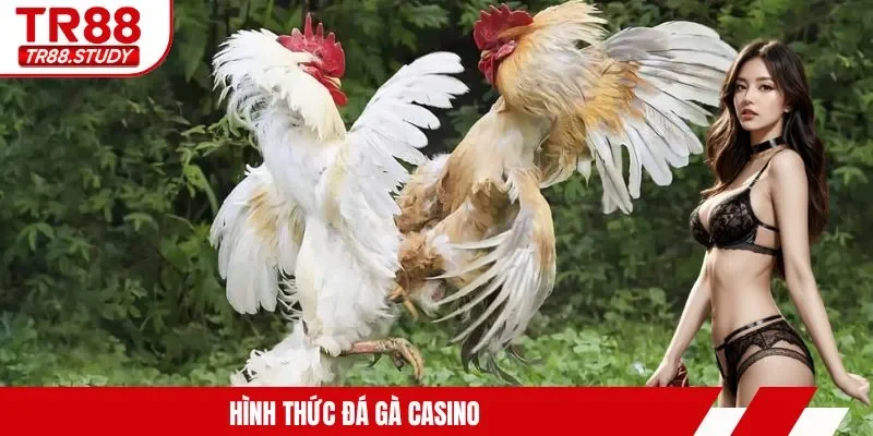 Hình thức đá gà casino